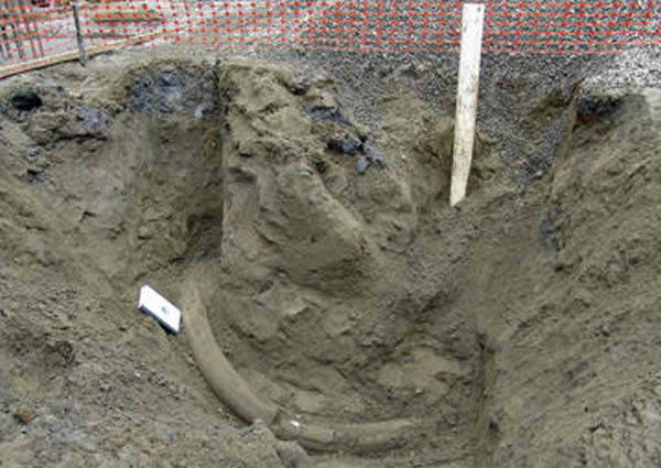 美国西雅图建筑工工地挖到冰河时期长毛象的长牙