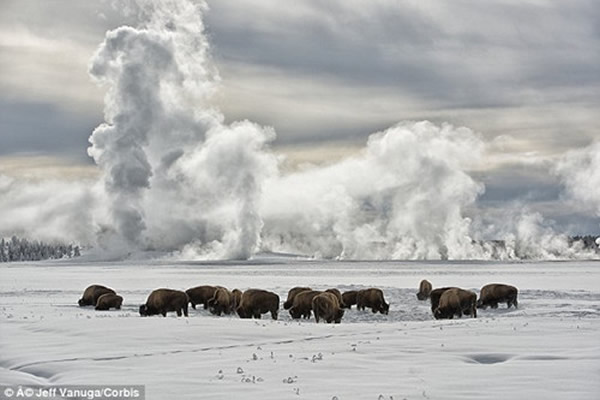 ����ͼ��������ʯ��԰��Ұţ��