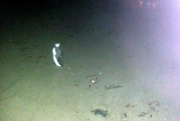 Ӣ�����ֶ�����̲��Ȼ����һֻ��죿