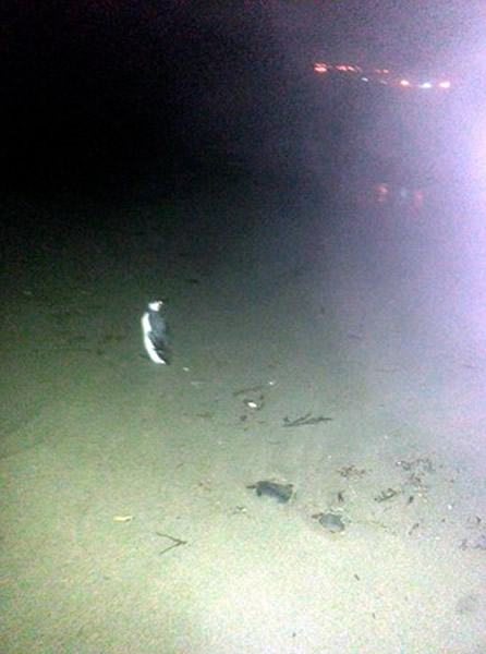 Ӣ�����ֶ�����̲��Ȼ����һֻ��죿