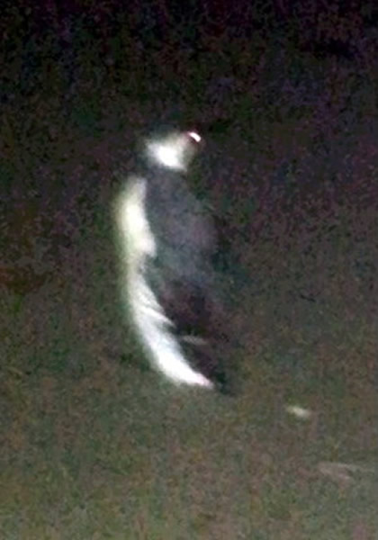 Ӣ�����ֶ�����̲��Ȼ����һֻ��죿