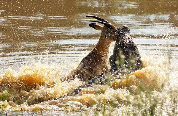 这张图展示了令人惊恐的一瞬间,无情的鳄鱼攻击并且很快杀死了一只试图过河的黑斑羚。