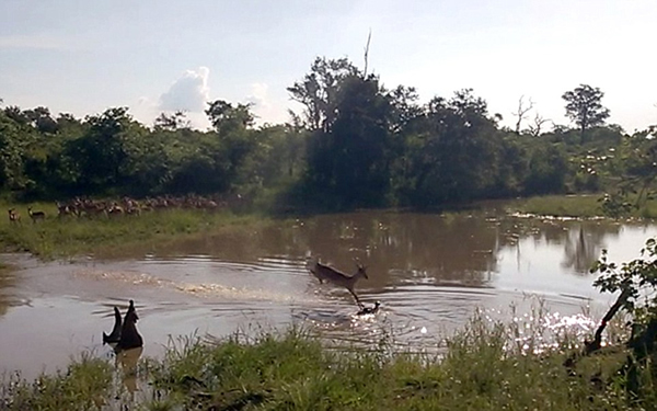 这张图片显示出鳄鱼发起了致命的一击。