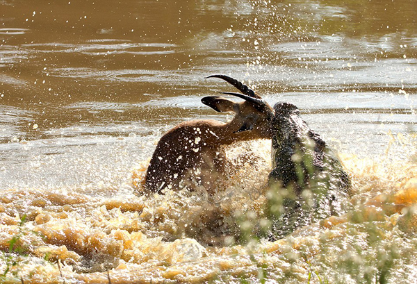 鳄鱼突然跃起,咬住了猎物的头部。