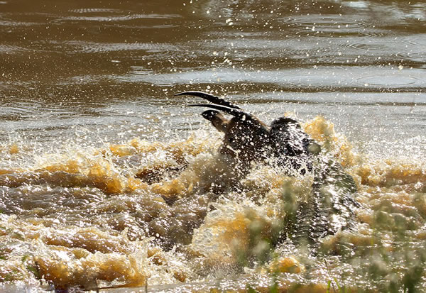 黑斑羚试图挣扎,但是相比于鳄鱼,它显的太过弱小。