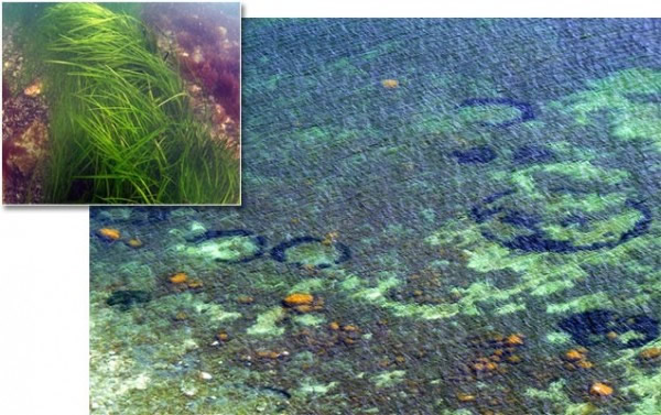 揭秘丹麦沿海水下会周期性出现的神秘圆环:实际上是由海鳗草生成的环型带