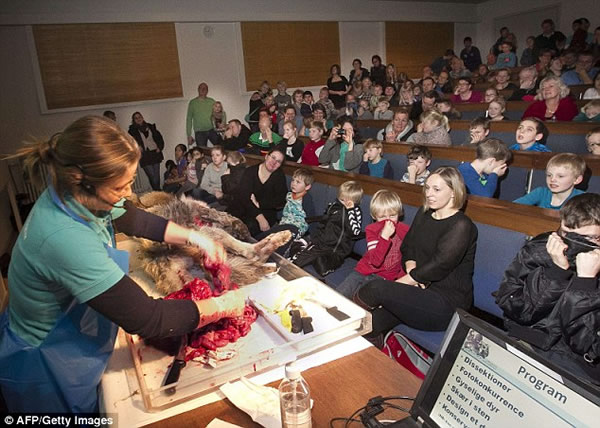 丹麦的博物馆在小学生面前公开解剖狼尸