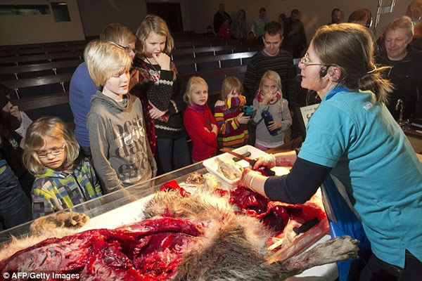 丹麦的博物馆在小学生面前公开解剖狼尸