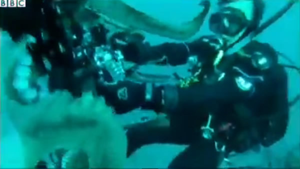 美国加州蓝鱼湾一只章鱼试图卷走摄影机