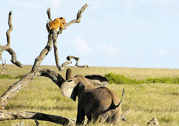 ���׸ǵٴ��ԭһͷʨ�ӱ�һͷ��ŭ�Ĵ���׷��������