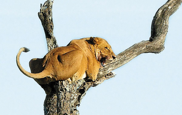 ���׸ǵٴ��ԭһͷʨ�ӱ�һͷ��ŭ�Ĵ���׷��������