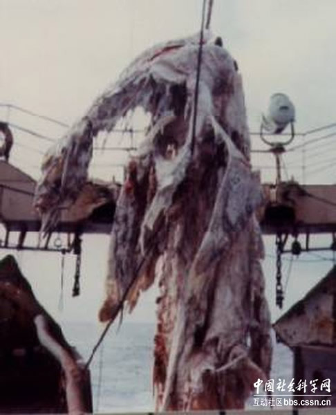 ˮ��ר��֮����1977���ձ������衱�Ŵ��̳�̫ƽ�����ʬ��