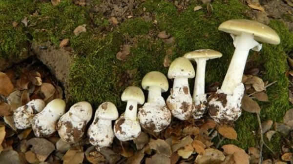 ñǳʳõĢ֣͵Ϊʳж