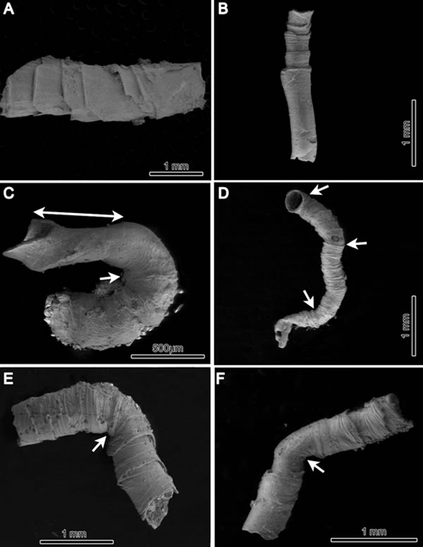 Cloudina��ʯ����������̬�Ķ�����