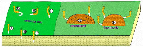 Cloudina���ʽ��ԭͼ