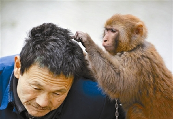 头虱一直跟随着人类