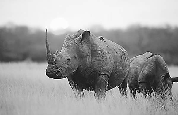 ��Ϭţ��͵��������⡱��Ŀ��