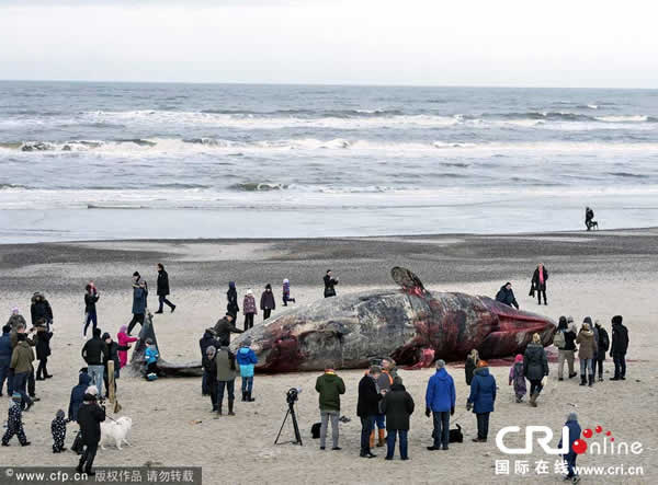 ��ֻĨ�㾨��ǳ����̲����������