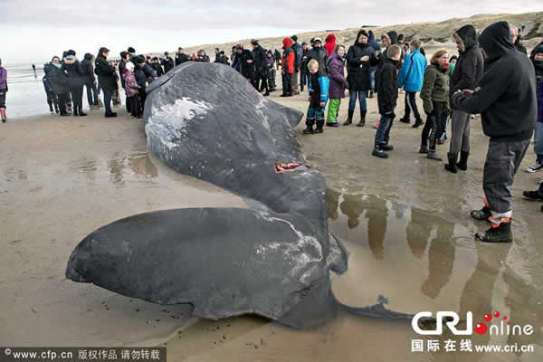 ��ֻĨ�㾨��ǳ����̲����������