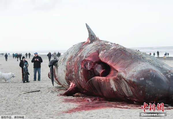 ��ֻĨ�㾨��ǳ����̲����������