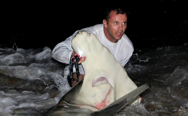 美国男子在佛罗里达州南部棕榈滩钓得4米锤头鲨