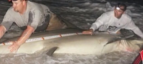 美国男子在佛罗里达州南部棕榈滩钓得4米锤头鲨