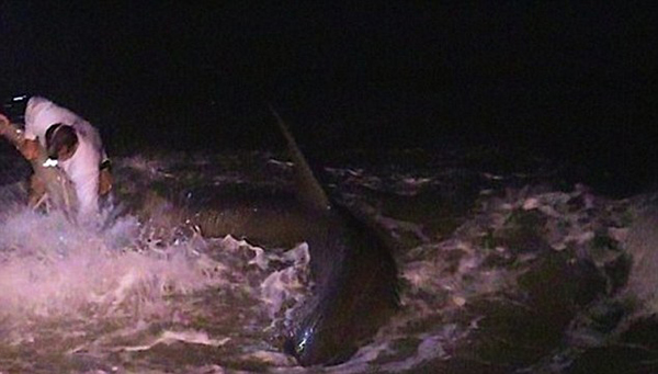 美国男子在佛罗里达州南部棕榈滩钓得4米锤头鲨