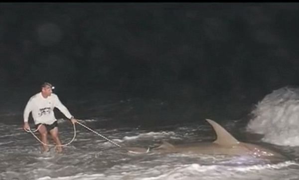 美国男子在佛罗里达州南部棕榈滩钓得4米锤头鲨