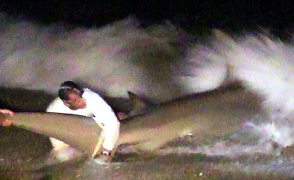 美国男子在佛罗里达州南部棕榈滩钓得4米锤头鲨