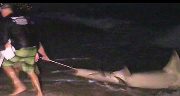 美国男子在佛罗里达州南部棕榈滩钓得4米锤头鲨