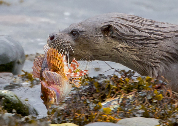 水獭吞下浑身鳍刺都有毒的狮子鱼