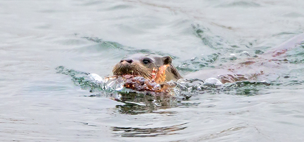 水獭吞下浑身鳍刺都有毒的狮子鱼