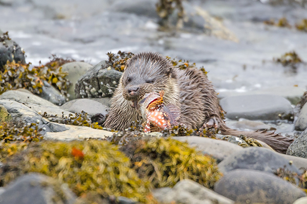 水獭吞下浑身鳍刺都有毒的狮子鱼