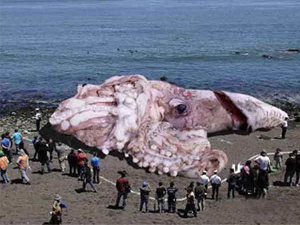 调查圣莫尼卡海岸巨大海怪冲上岸真相