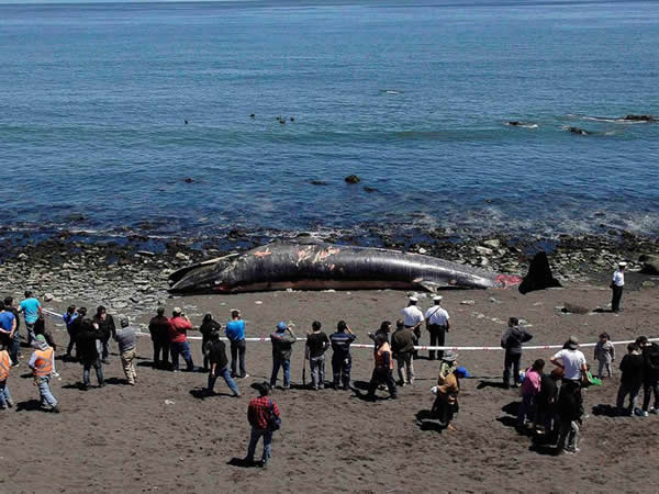 案发地点,但主角不同,其实是条鲸鱼。