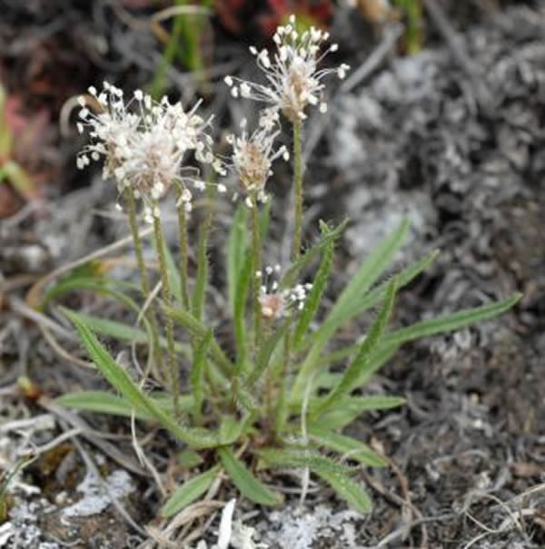 北方车前草,一种草本开花植物。这种植物的DNA被发现于于西伯利亚永久冻土。