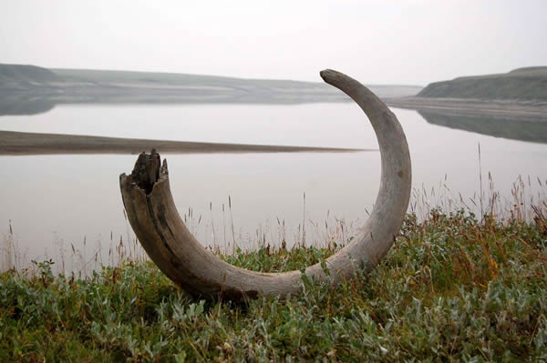 猛犸象的长牙。