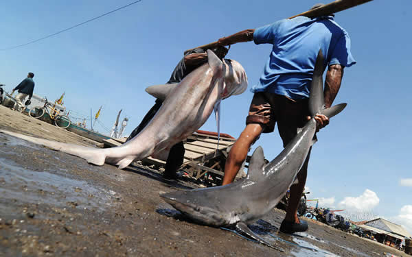 ƣȫ粶20Һ͵ռȫ80%УӡӡȲ󣬳ȫ粶1/5Ѱܱ㣬ֲ