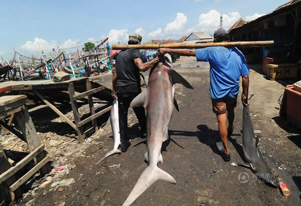 ۸߰ӡкܶ㡣ӡ᱾ȴʳᡣĳڶҪΪй¼¡