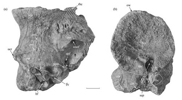 短吻柴达木兽(Tsaidamotherium brevirostrum),正型标本(史勤勤供图)