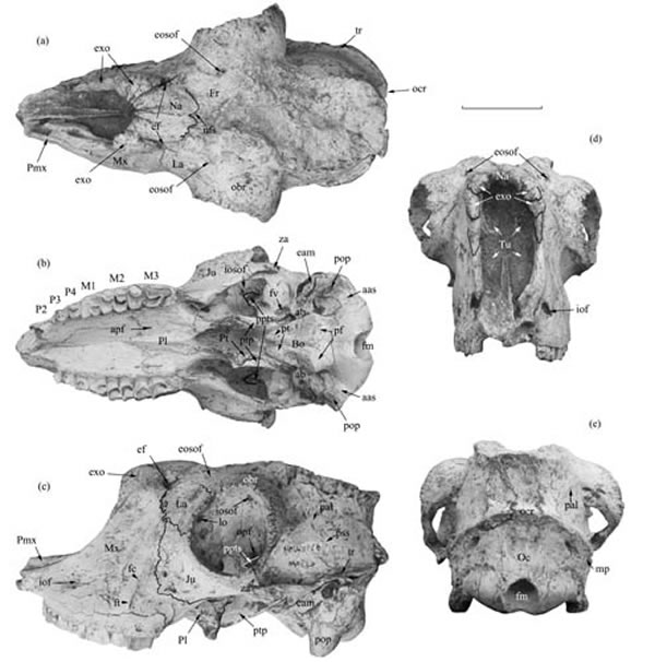短吻柴达木兽(Tsaidamotherium brevirostrum),雌性头骨(史勤勤供图)