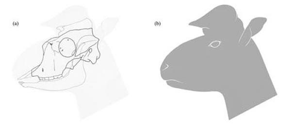 柴达木兽头骨及下颌线条合成图(a)和头部复原图(b)(史勤勤供图)