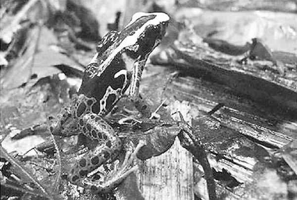 ���ڿ�����ʳС���Ĵ�����ˮ�ظ��ʺ���������