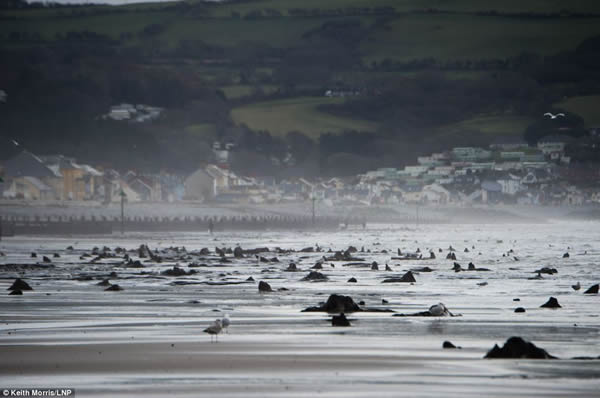 Ӣ���籩��������γ�5000��ǰɭ��