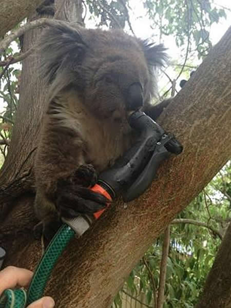 澳洲考拉居民家避暑