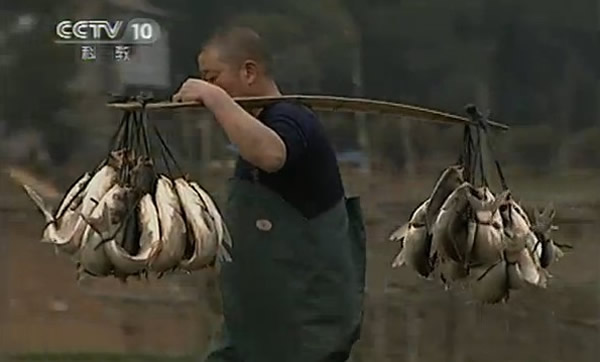 福建建瓯市传承两百余年的“弓鱼”绝技 活鱼离水一天不死