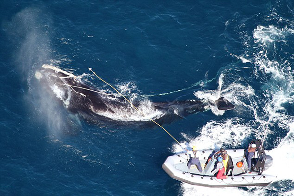 美国佐治亚州海岸惊现一头拖着85米长商业捕鱼线的濒危露脊鲸