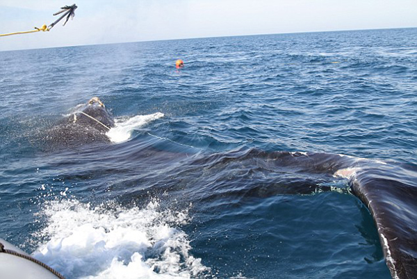 美国佐治亚州海岸惊现一头拖着85米长商业捕鱼线的濒危露脊鲸