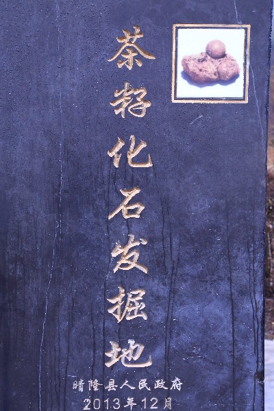 黔西南州晴隆县:30多年前世界唯一的百万年茶籽化石被发现