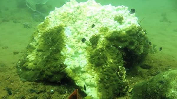 蒙特贝洛群岛附近一座古老的珊瑚头部被漂白